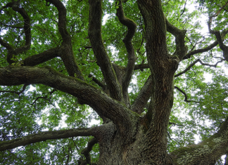 Challenger bank OakNorth hits profitability in first year