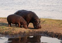 Hippo secures $14m to disrupt home insurance