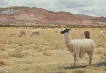 Alpaca grabs $1.7m for AI-driven trading tech