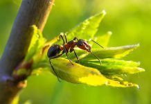 Ant Financial backs Philippines FinTech player Mynt