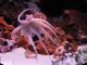 London VC Octopus Ventures raises £120m to ride AI successes