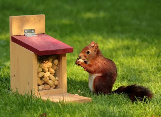 Savings app Squirrel crowdfunds fresh £585,000