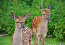 Hermes prepares for MiFID II by partnering with Red Deer