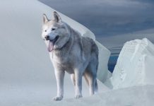 Arctic Wolf amasses $16m for security operations center-as-a-service