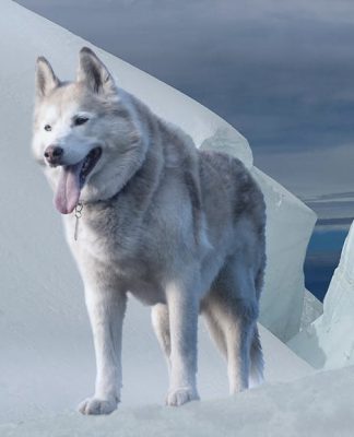 Arctic Wolf amasses $16m for security operations center-as-a-service