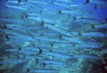 Thoma Bravo snaps up security and data protection business Barracuda