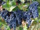 Grapeshot launches GDPR-safe solution