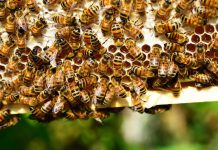 B-Hive, Roland Berger launch Belgium FinTech dashboard
