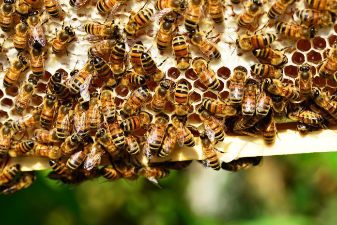 honey-bees-401238_960_720-1-696x464