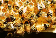 The Hive closes Fund III on $26.5m to help back over 7 startups
