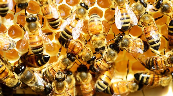 The Hive closes Fund III on $26.5m to help back over 7 startups