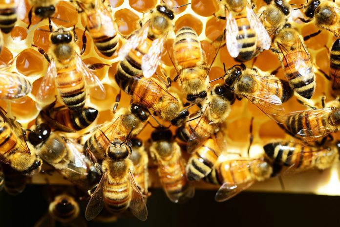 honey-bees-345620_960_720-696x464