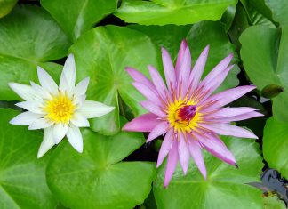 Fyle collects $1.1m for expense management platform