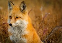 ClickFox secures funding from Arrowroot Capital