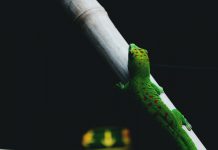 Gecko Governance eyes $20m through ICO