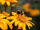 Enterprise DevOps platform CloudBees raises $62m
