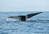 Blackfin Capital holds €180m final close for debut tech fund, surpassing initial €150m target