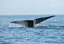 Blackfin Capital holds €180m final close for debut tech fund, surpassing initial €150m target