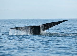Blackfin Capital holds €180m final close for debut tech fund, surpassing initial €150m target