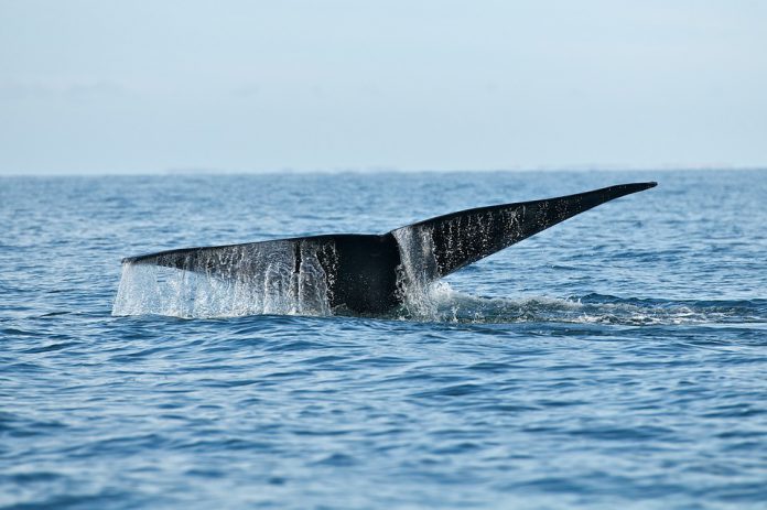 whale-1180729_960_720-696x463