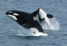 Digital banking API solution ORCA has raised $1.5m in round one of ICO