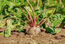 Arrowroot targets $315m for its fourth flagship fund