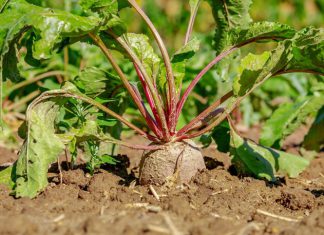 Arrowroot targets $315m for its fourth flagship fund