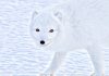 Arctic Wolf raises $45m for SOC-as-a-service offering