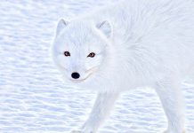 Arctic Wolf raises $45m for SOC-as-a-service offering