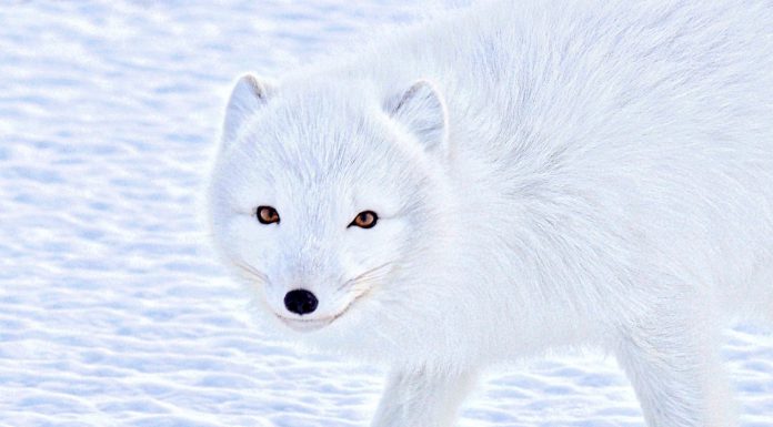 Arctic Wolf raises $45m for SOC-as-a-service offering