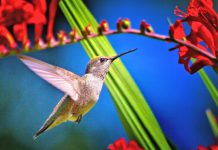 Hummingbird collects $3m for AML platform