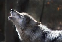 Arctic Wolf acquires cyber risk assessment company RootSecure