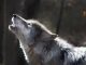 Arctic Wolf acquires cyber risk assessment company RootSecure