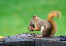 AI-powered software developer Squirro deploys new GDPR tools