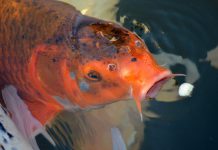 Koi Trading, IdentityMind partner to launch AML compliance solution