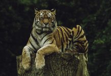 TigerGraph launches new tech to boost fraud detection