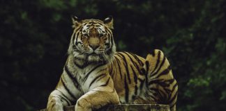 TigerGraph launches new tech to boost fraud detection