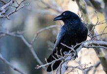 Corvus launches Smart Cyber Excess Insurance product