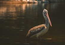 Pelican expands reach of its Open Banking API interoperability solution