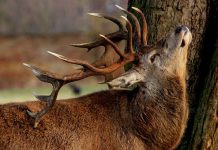 Red Deer to support Engadine with its MiFID II compliance