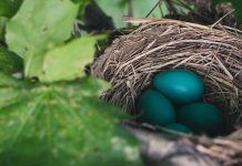 NEST deploys KAS BANK solution to support cost transparency reporting
