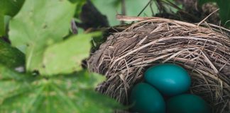 NEST deploys KAS BANK solution to support cost transparency reporting