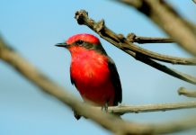 Red Canary closes $34m round led by Summit Partners