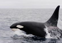 Orca Security receives $6.5m in seed funding