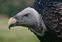 FCA proposes contingent charging ban for pensions after accusations of failing to prevent vulture advisers