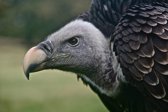 animal-animal-photography-beak-2304545