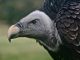 FCA proposes contingent charging ban for pensions after accusations of failing to prevent vulture advisers