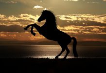 Lloyds Bank to implement Callsign’s KYC technology