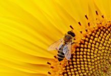 Tapad to boost market presence through new Beeswax partnership