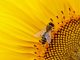 Tapad to boost market presence through new Beeswax partnership